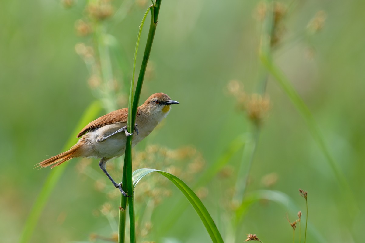 Yellow-chinned Spinetail - ML623839541