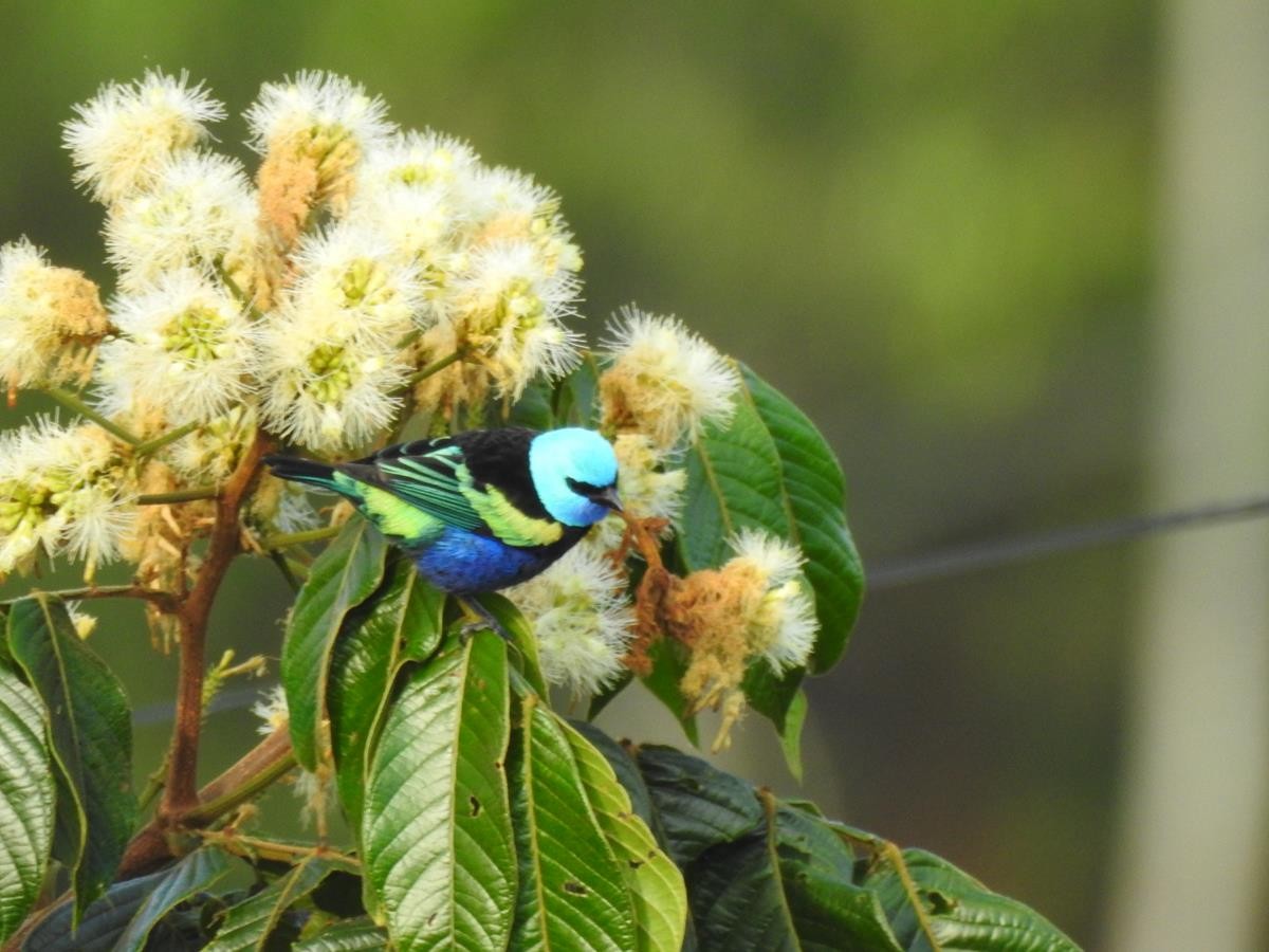 Blue-necked Tanager - ML623839545