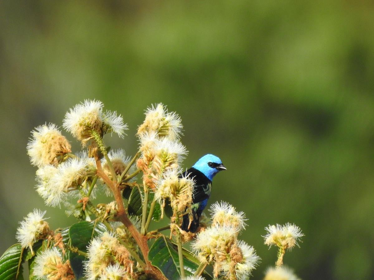 Blue-necked Tanager - ML623839556