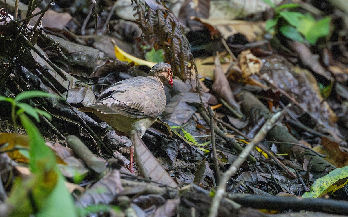 Ruddy Quail-Dove - ML623839557