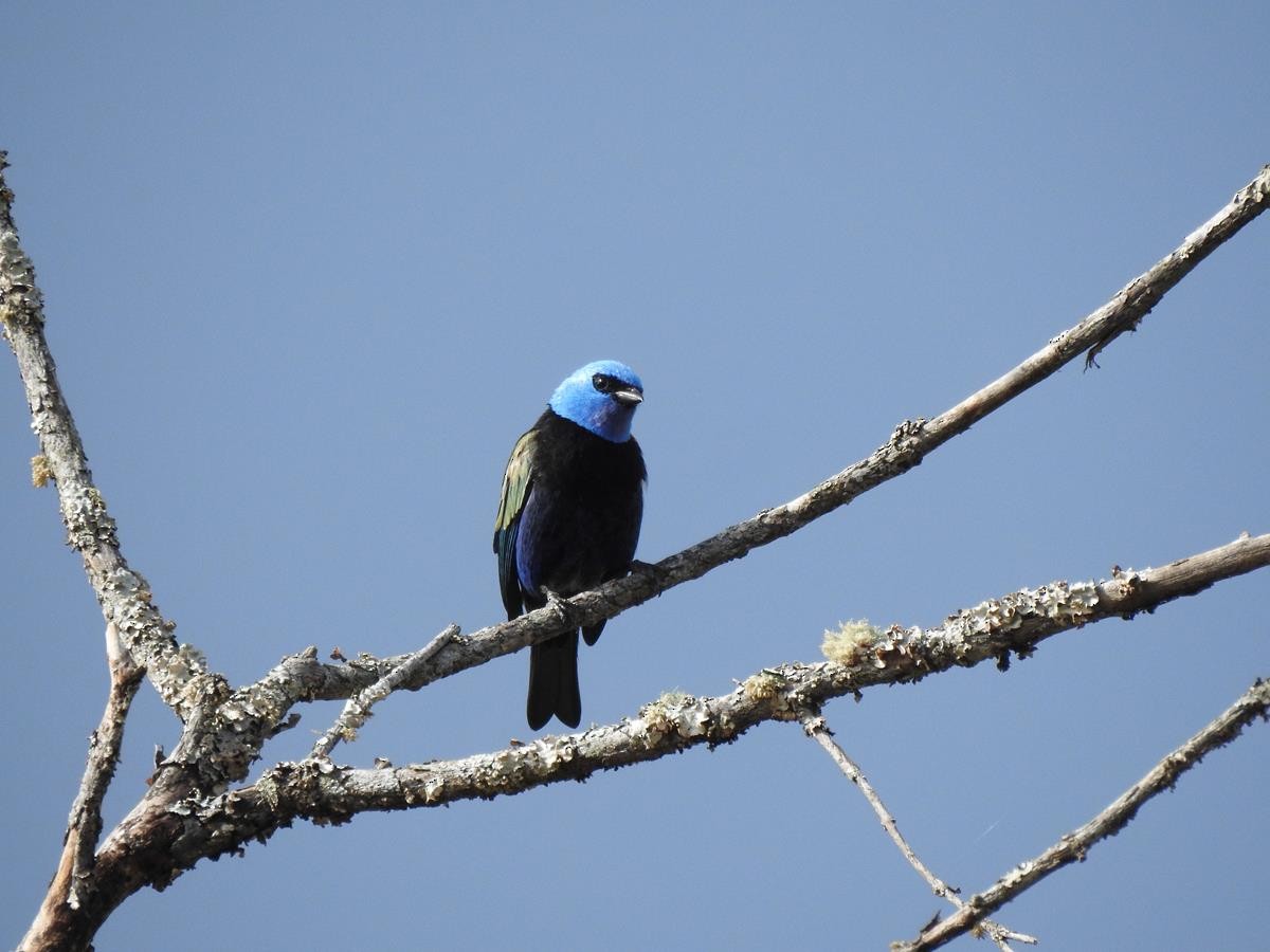 Blue-necked Tanager - ML623839560