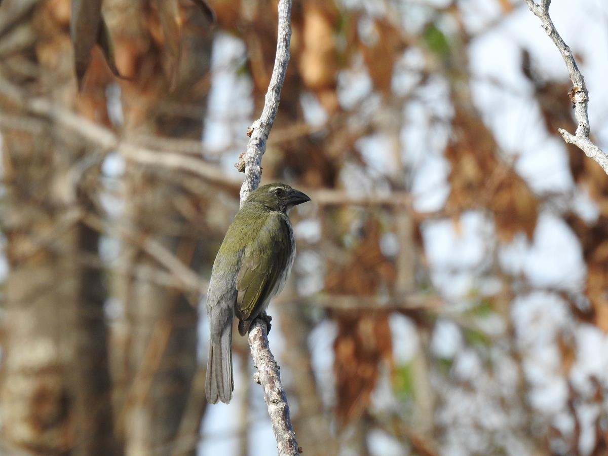 Streaked Saltator - ML623839574