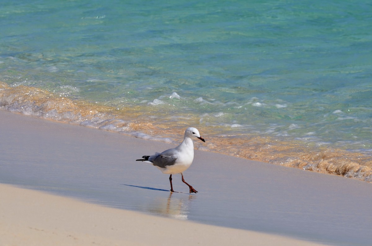 Silver Gull (Silver) - ML623839587