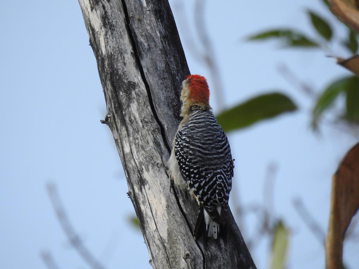 Red-crowned Woodpecker - ML623839625