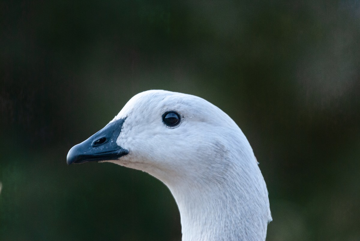 Upland Goose - ML623839626