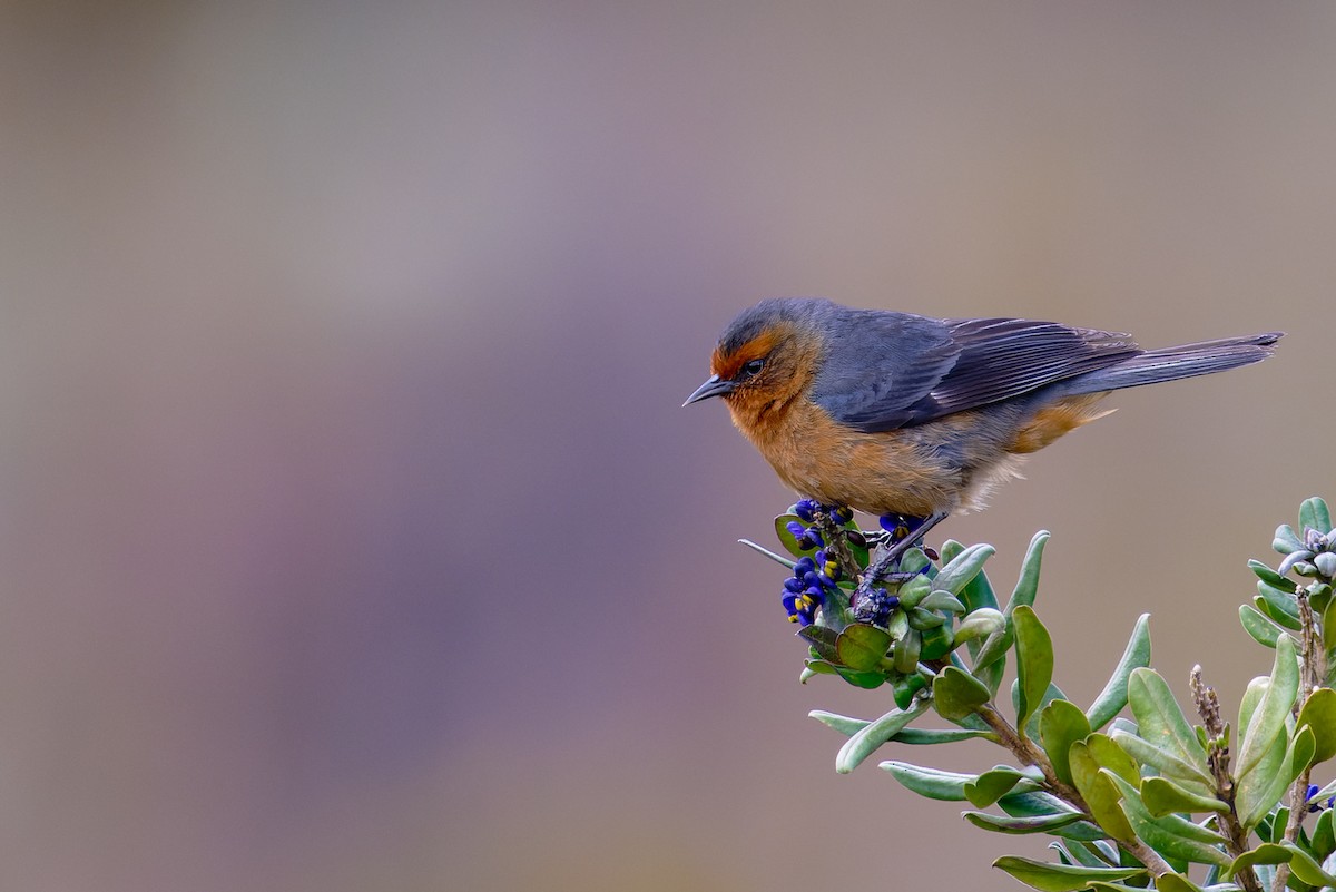 Rufous-browed Conebill - ML623839628