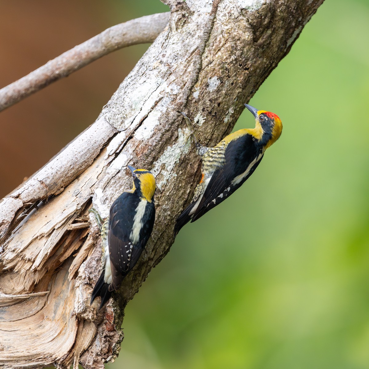 Golden-naped Woodpecker - ML623839697