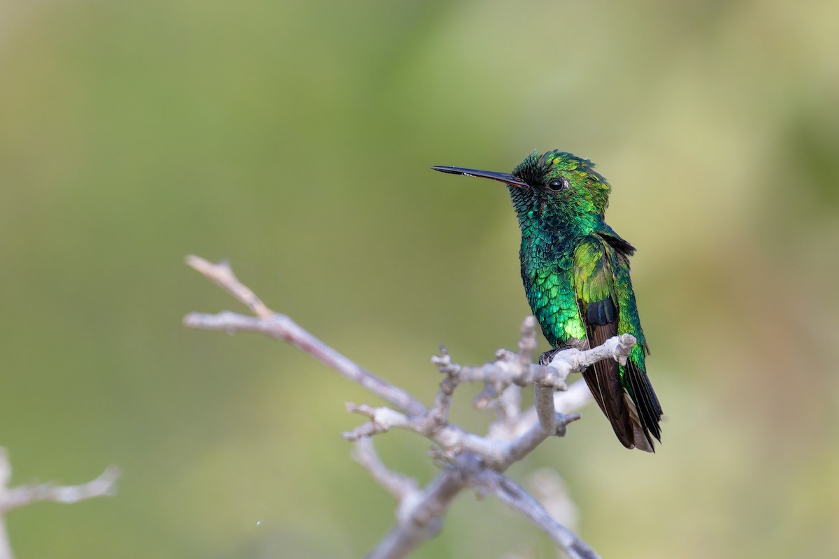 Red-billed Emerald - ML623839716