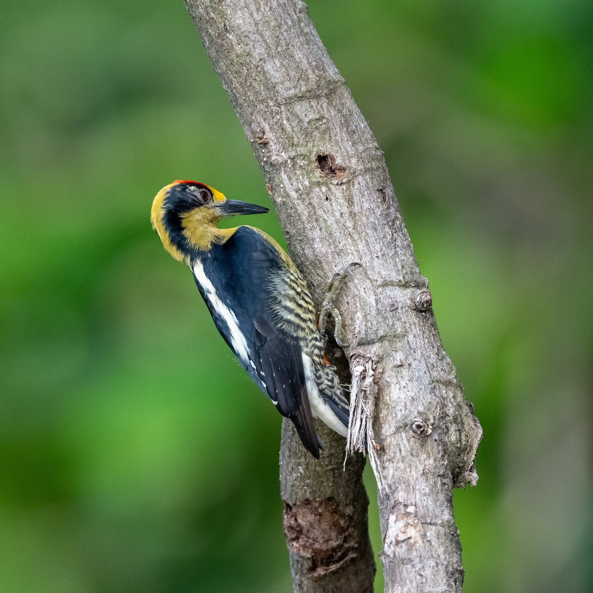 Golden-naped Woodpecker - ML623839724