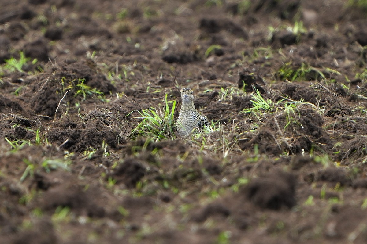 European Golden-Plover - ML623839732