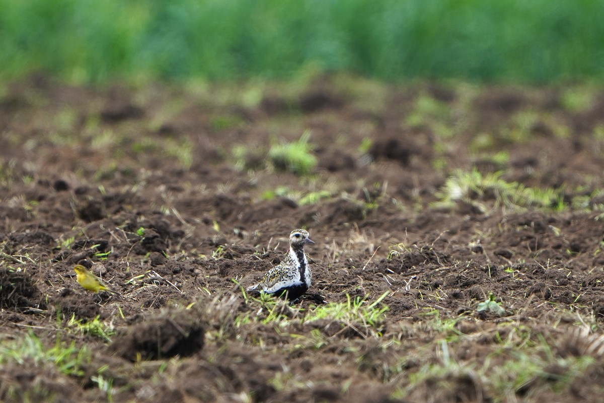 European Golden-Plover - Anonymous