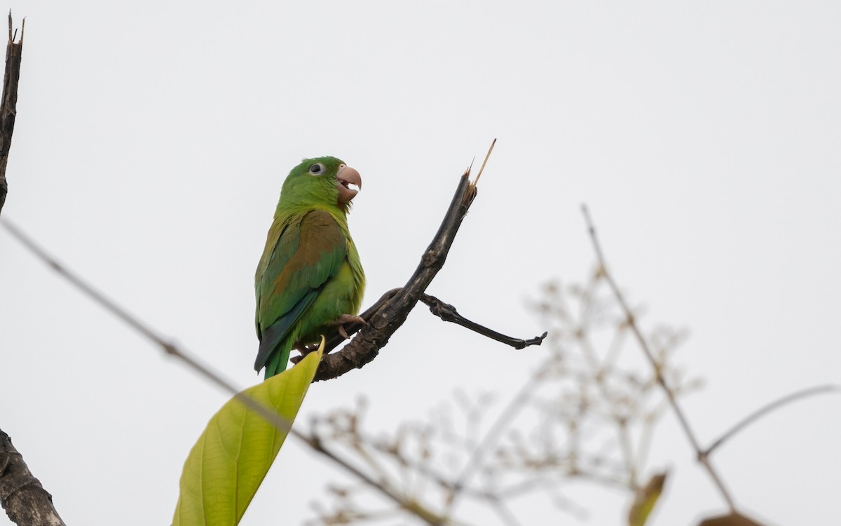 Orange-chinned Parakeet - Serge Horellou