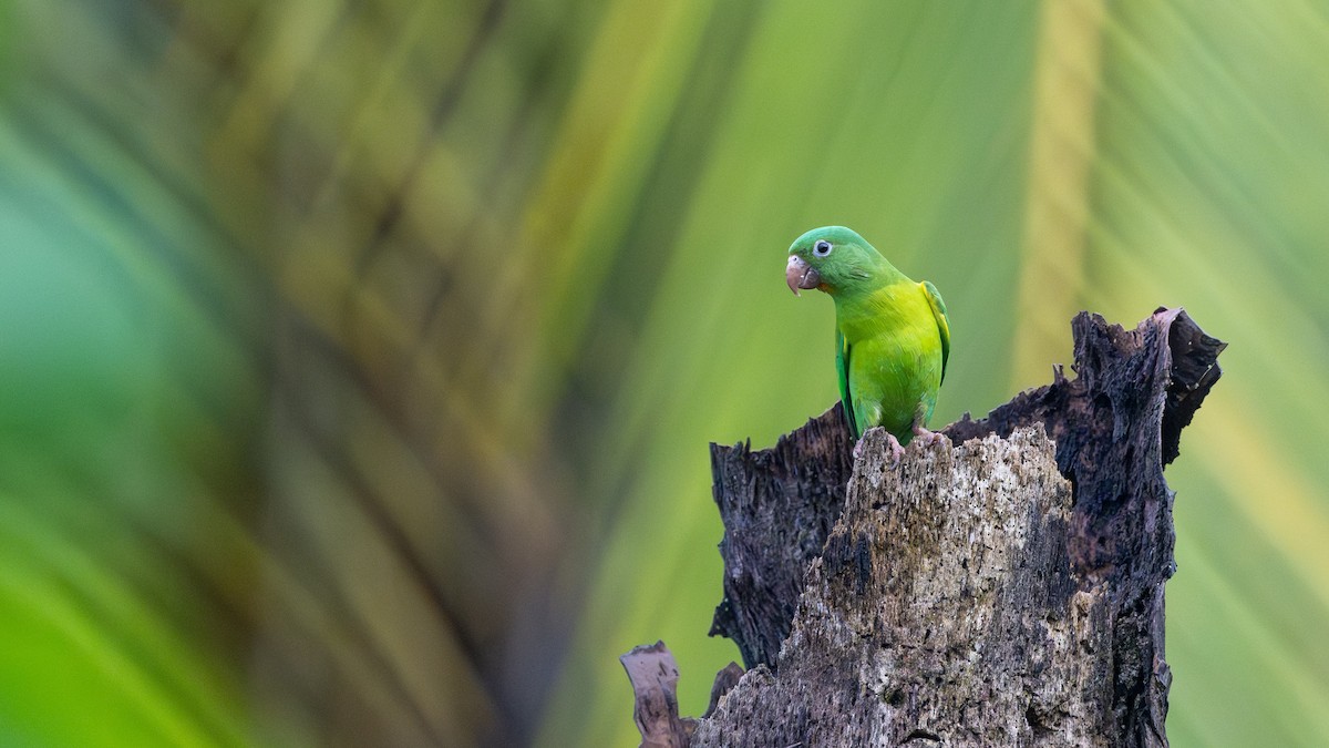 Orange-chinned Parakeet - ML623839751