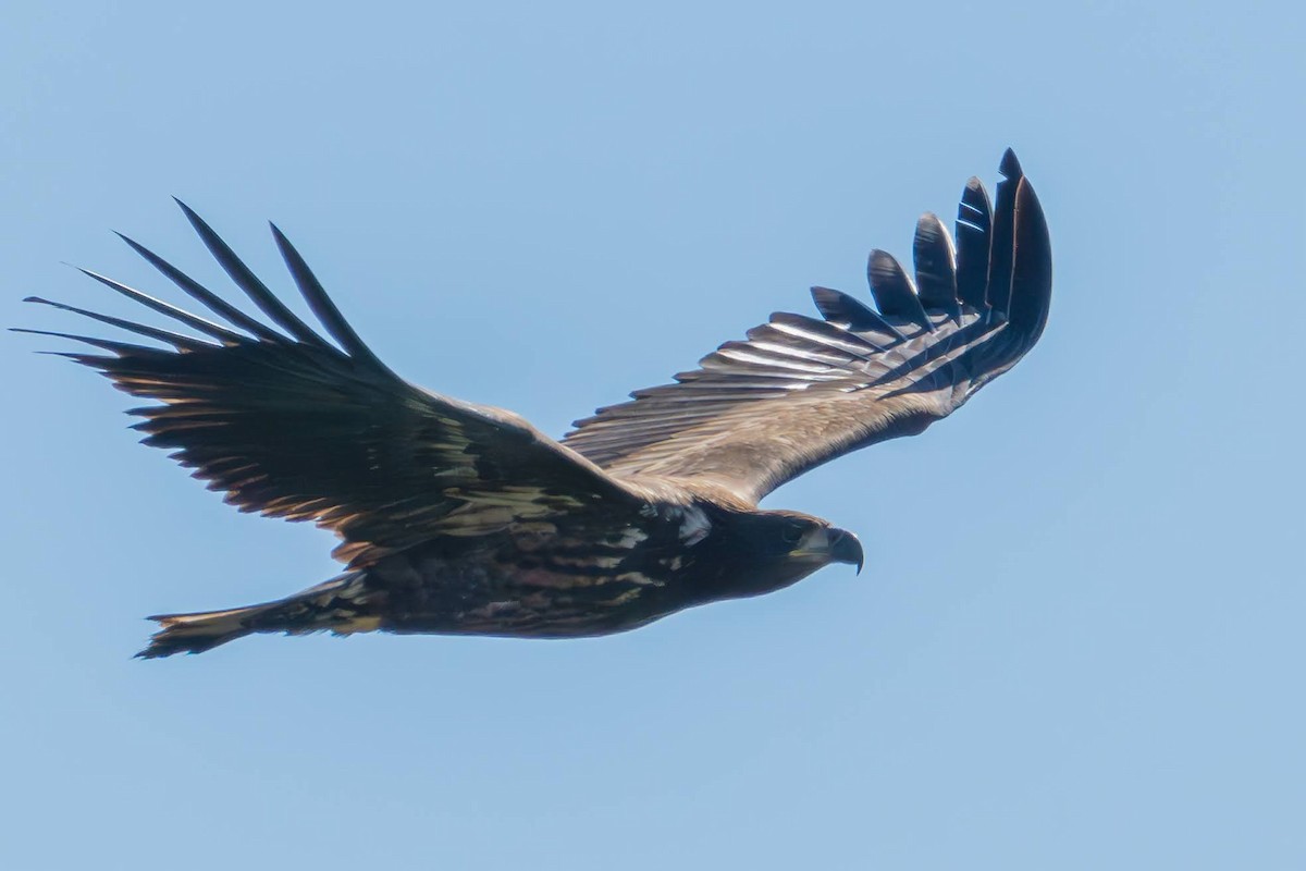 White-tailed Eagle - Terje A