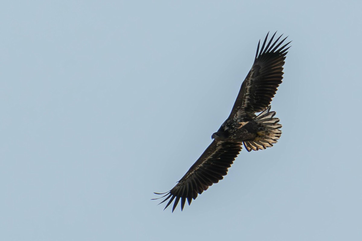 White-tailed Eagle - ML623839789