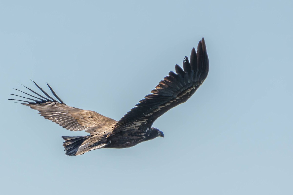 White-tailed Eagle - ML623839790