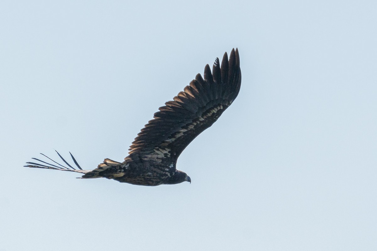 White-tailed Eagle - ML623839791