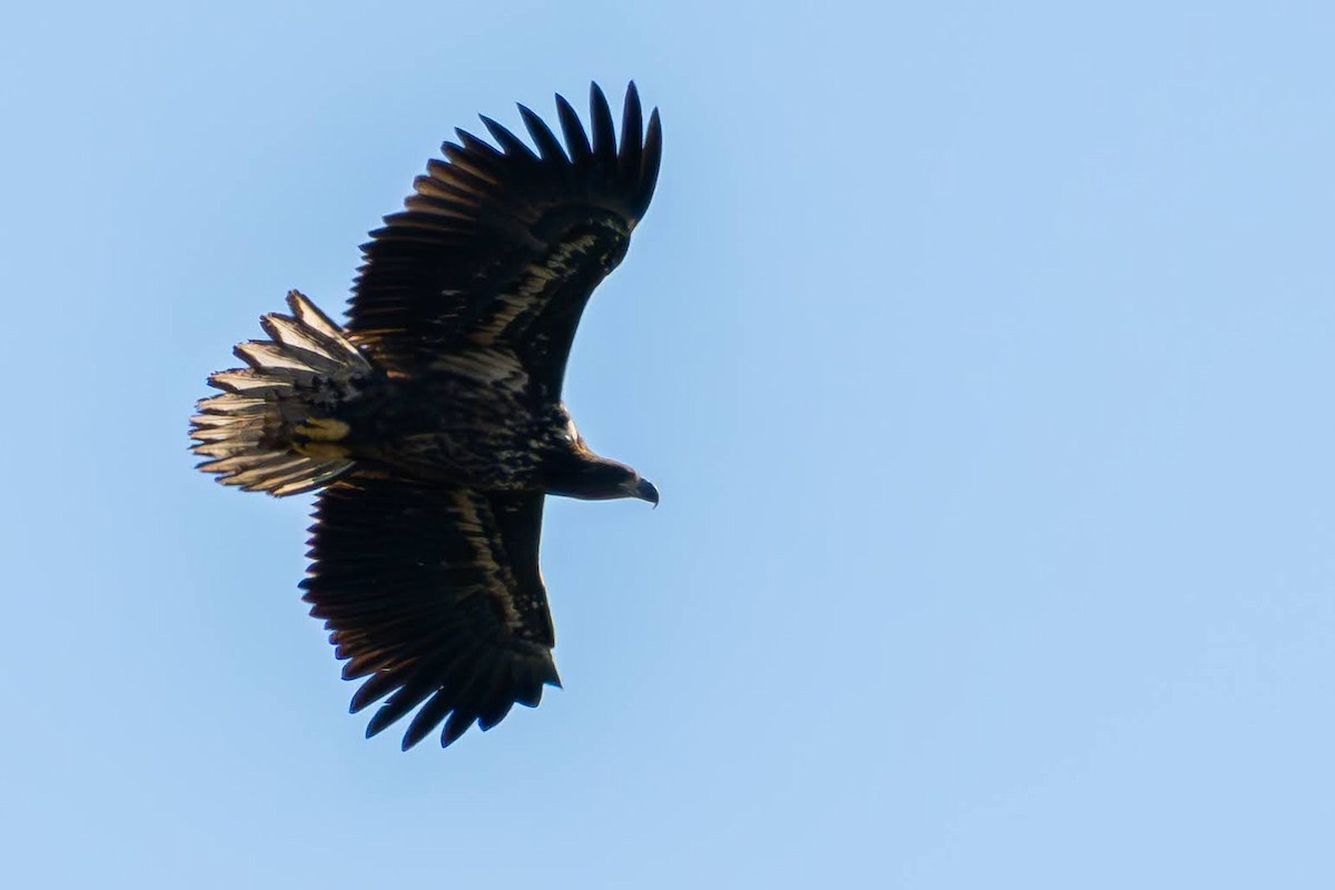 White-tailed Eagle - ML623839792