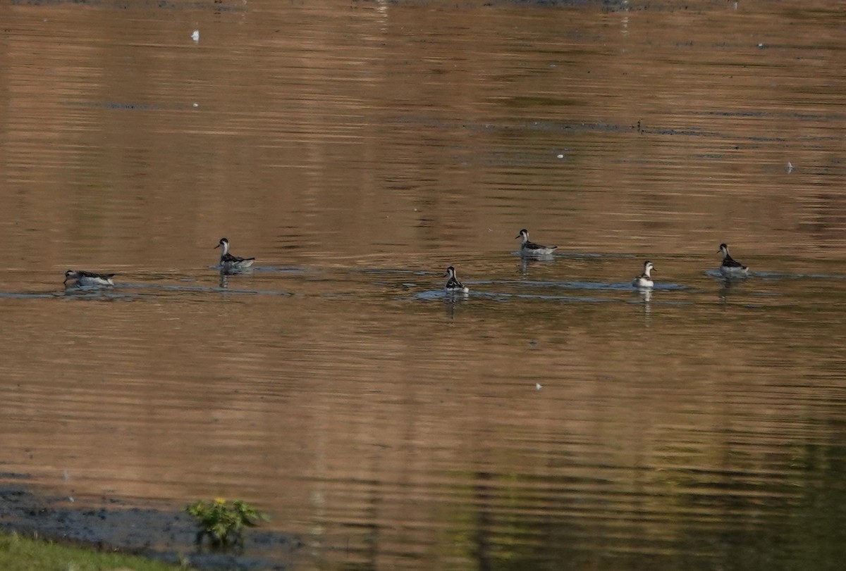 Нарийн сэлээхэй - ML623839797