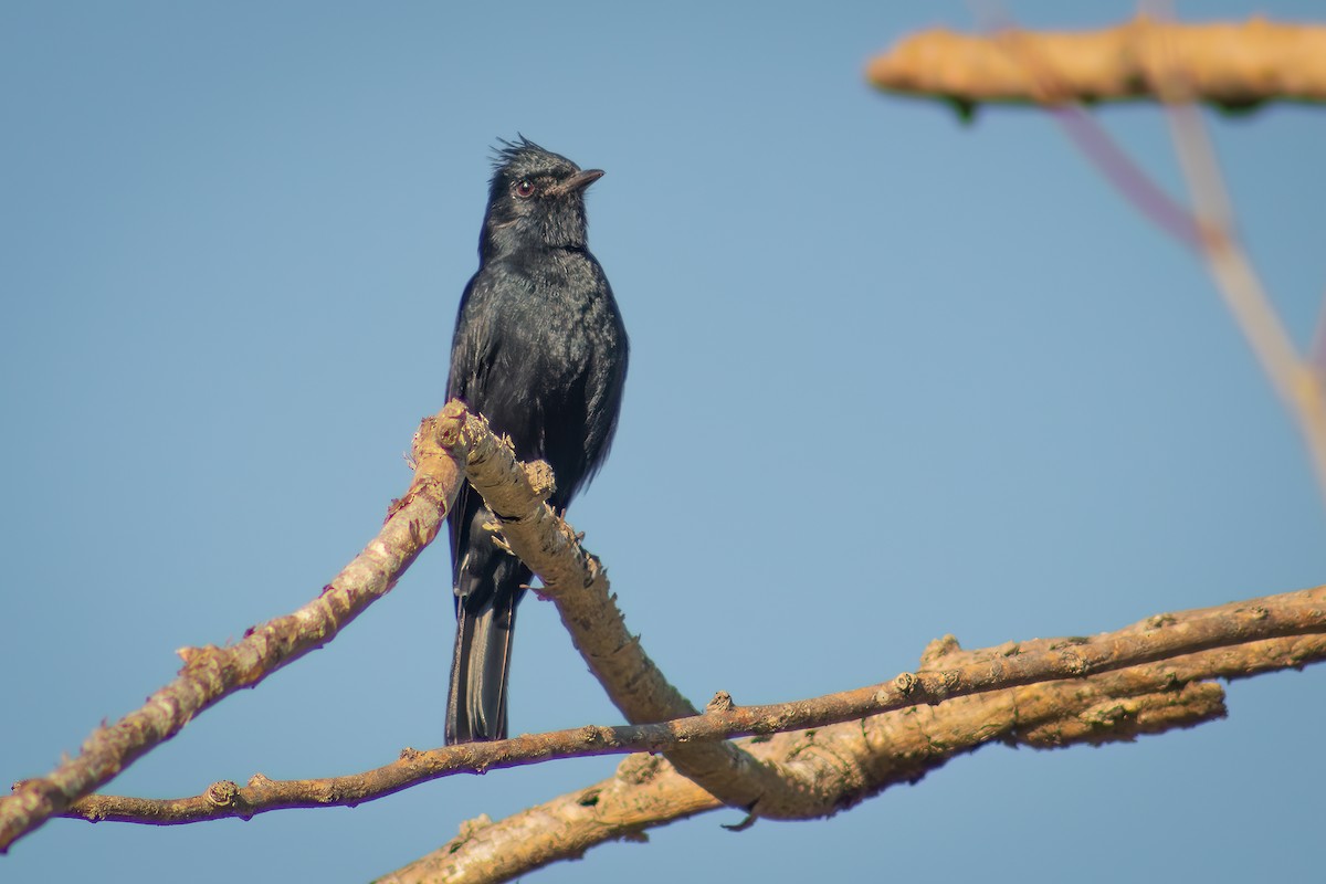 Crested Black-Tyrant - Hendryk Gemeiner