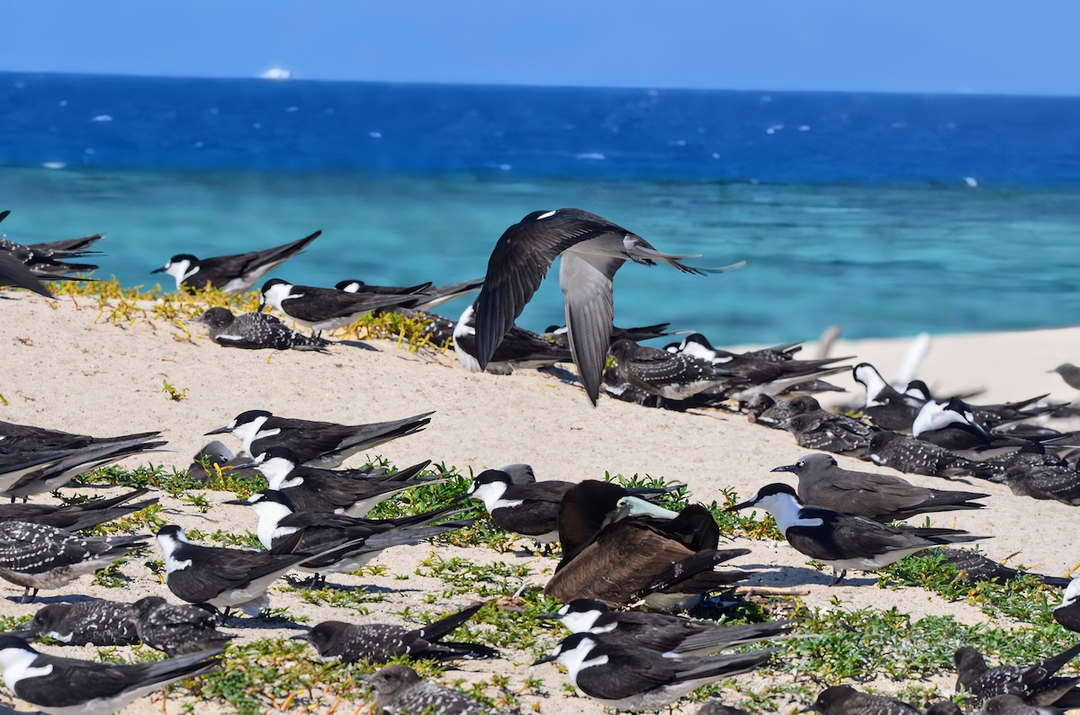 Sooty Tern - ML623839822