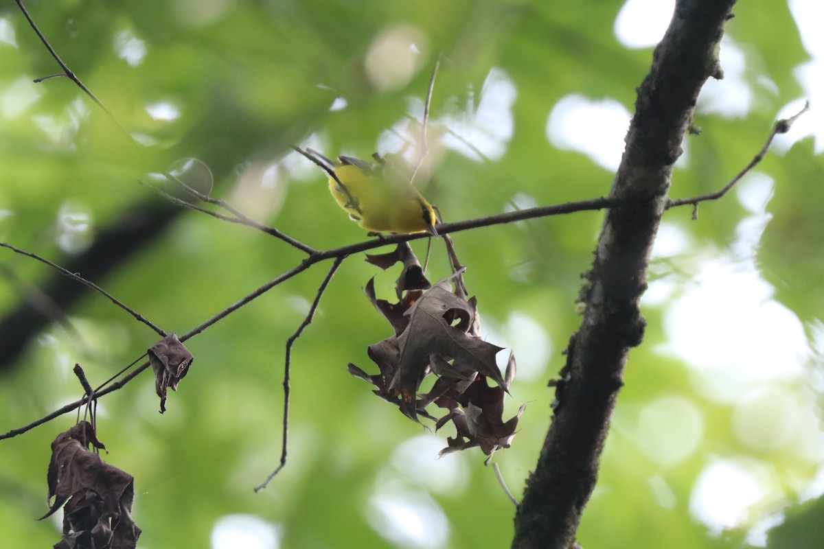 Blue-winged Warbler - ML623839837