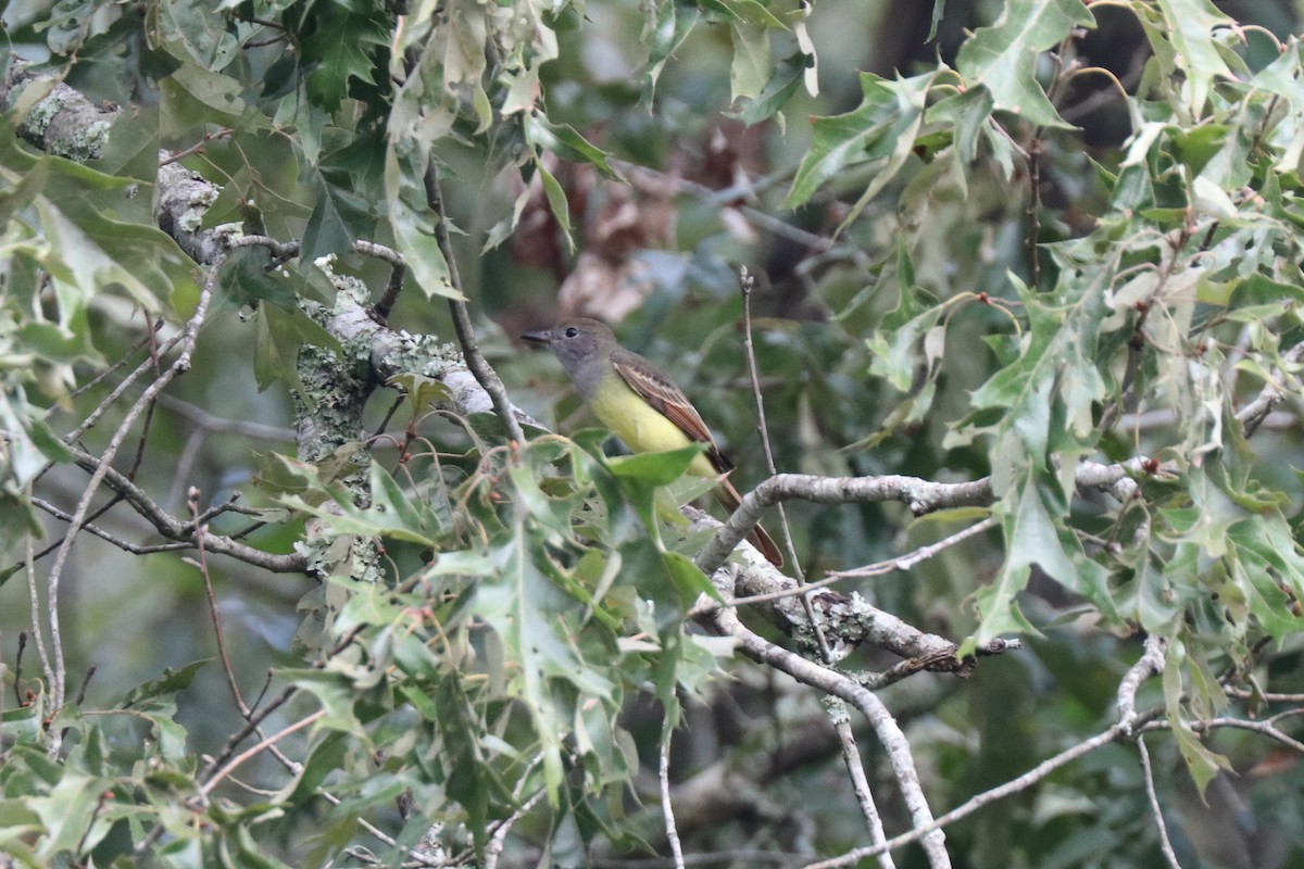 Great Crested Flycatcher - ML623839852