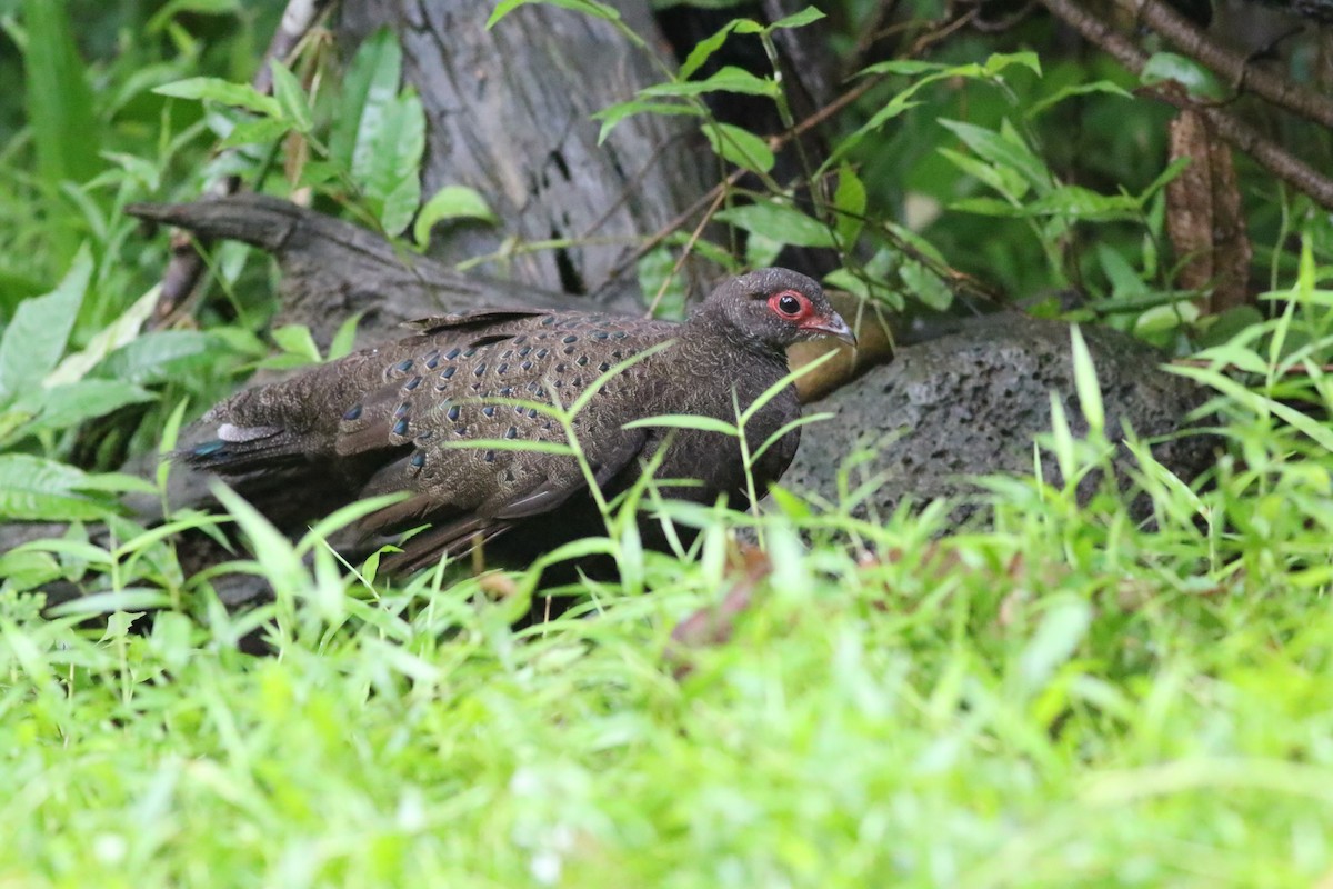 Germain's Peacock-Pheasant - ML623839855