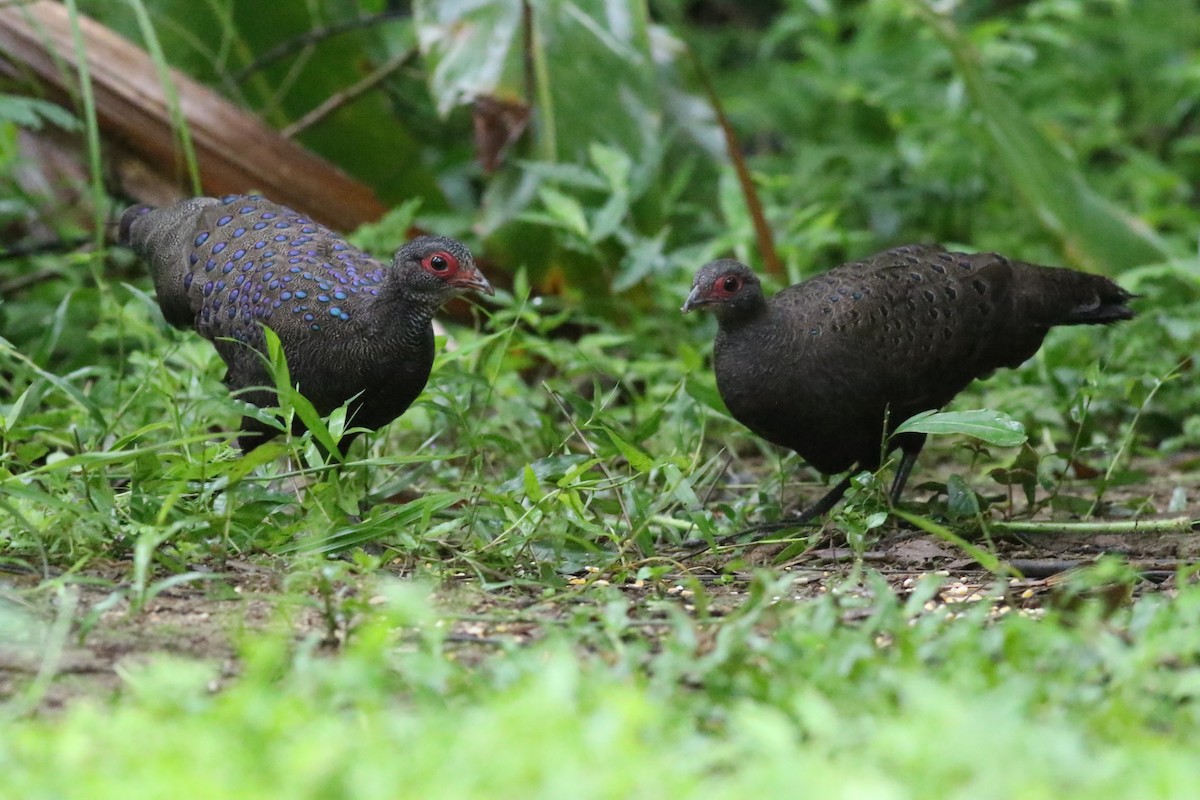 Germain's Peacock-Pheasant - ML623839857