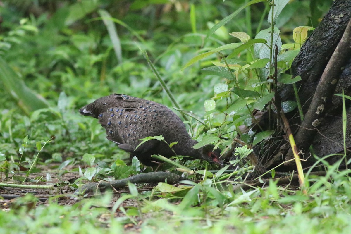 Germain's Peacock-Pheasant - ML623839858