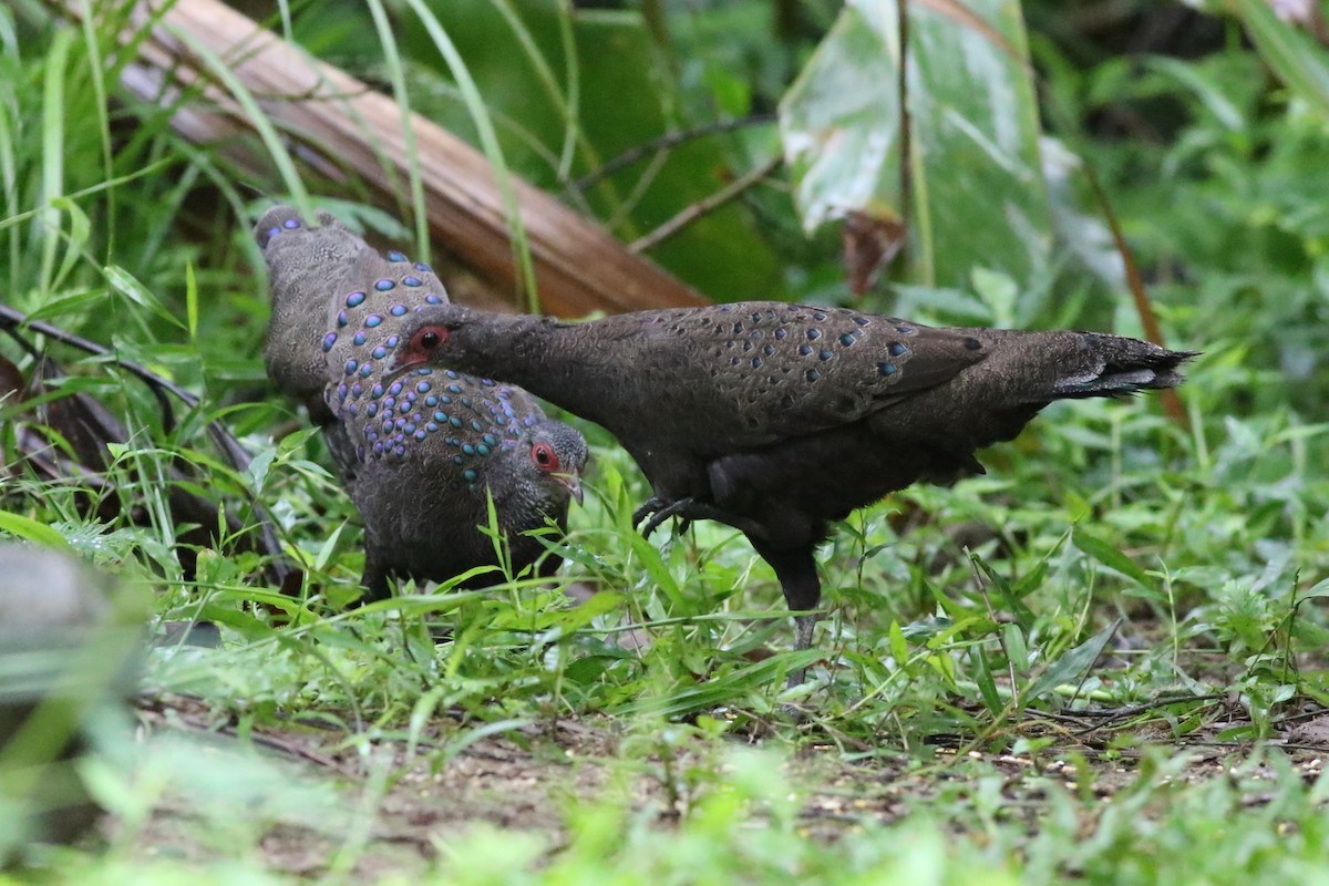 Germain's Peacock-Pheasant - ML623839859