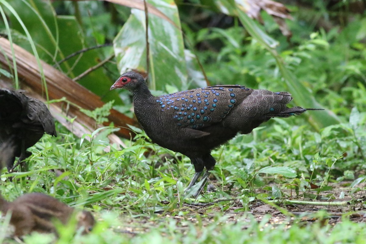 Germain's Peacock-Pheasant - ML623839860