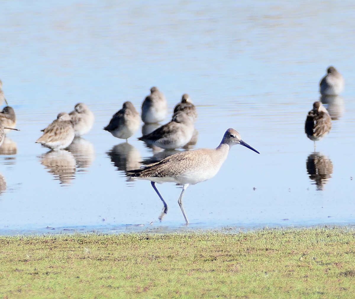 Willet - Sheila Skay