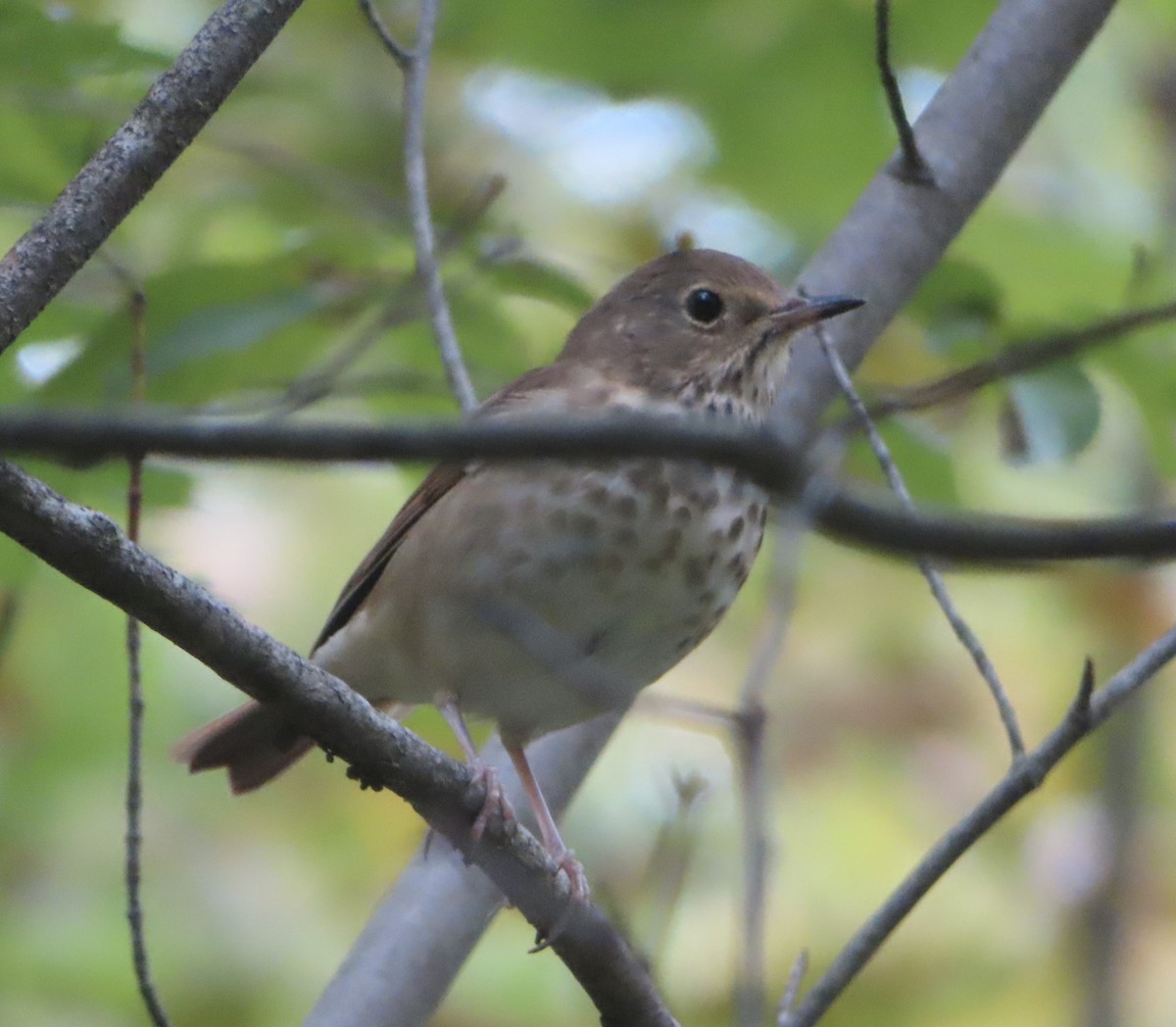 Hermit Thrush - ML623839882
