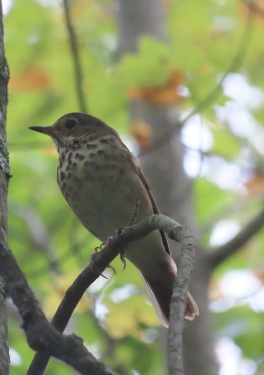Hermit Thrush - ML623839883