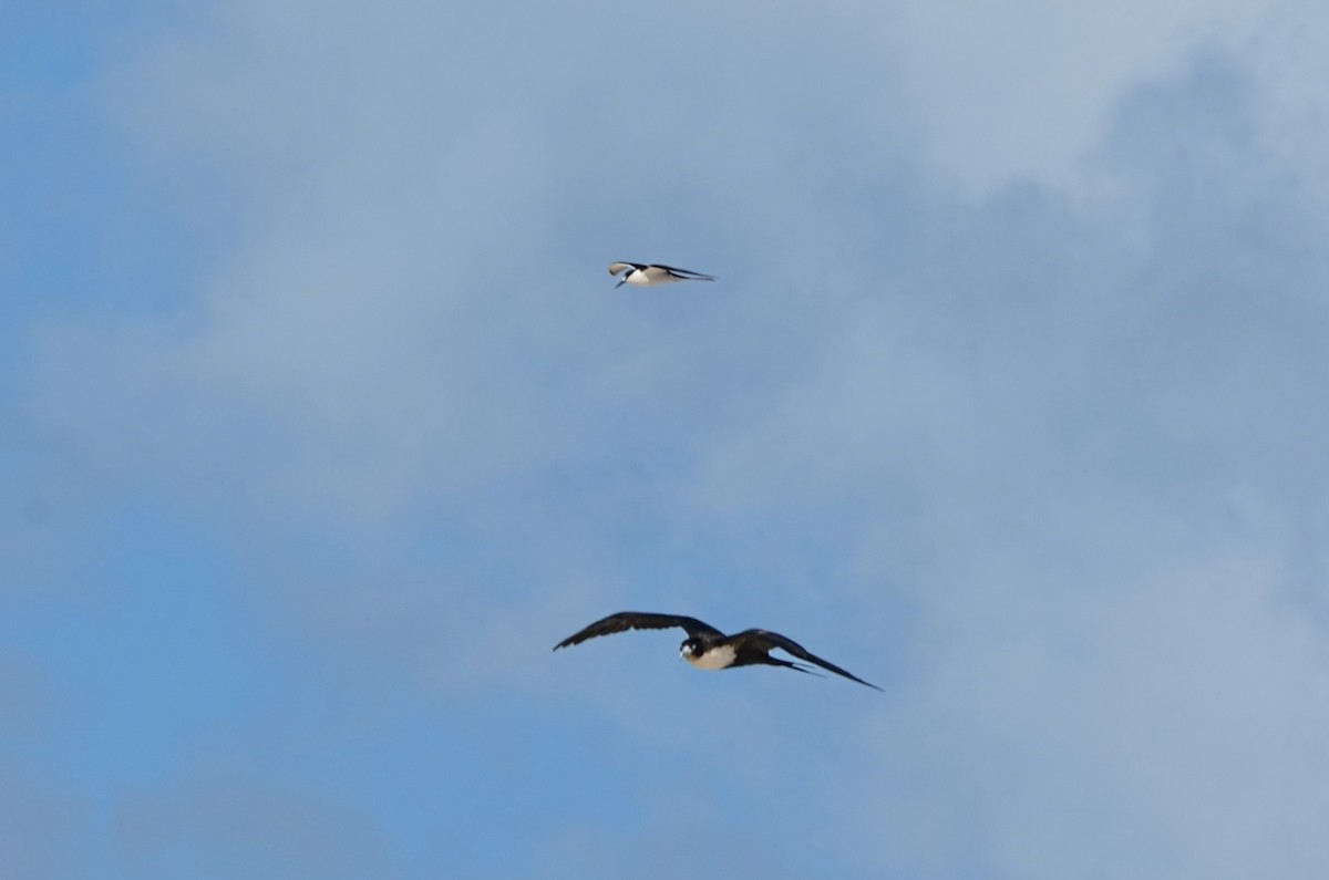 Great Frigatebird - ML623839890