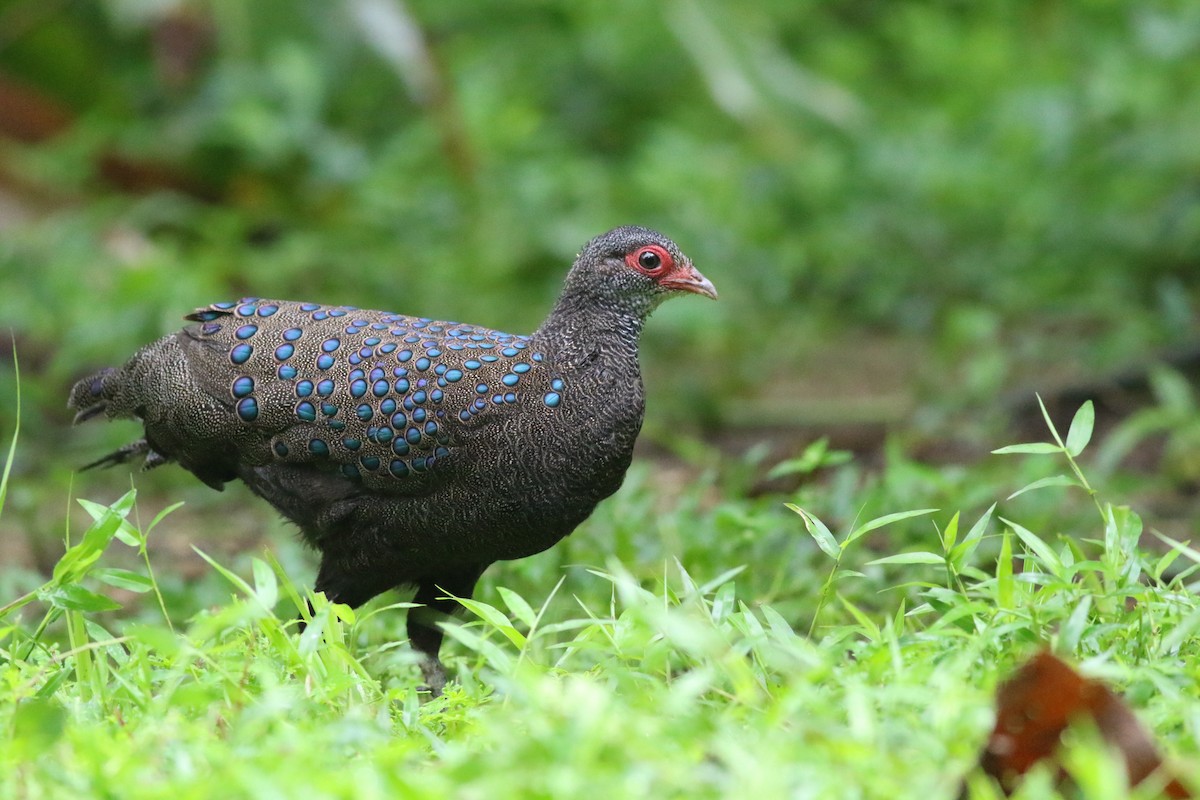 Germain's Peacock-Pheasant - ML623839893