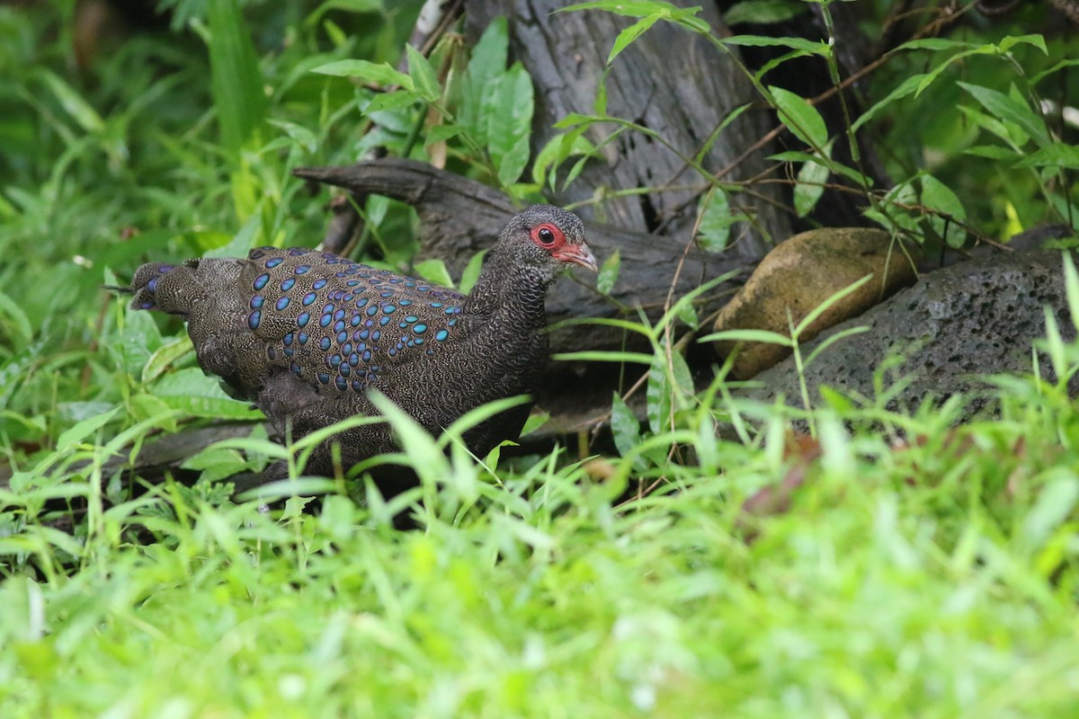 Germain's Peacock-Pheasant - ML623839894