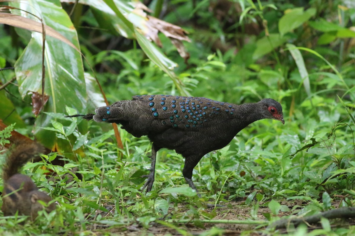 Germain's Peacock-Pheasant - ML623839896