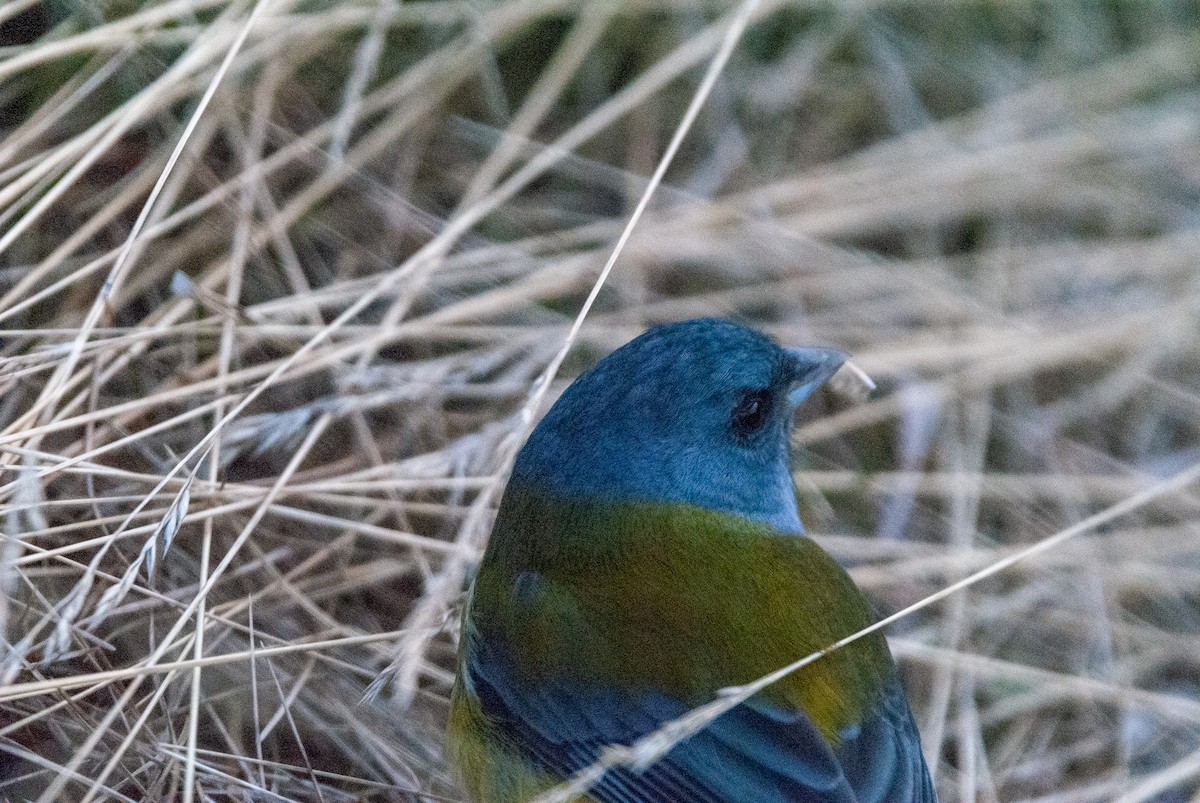 Patagonian Sierra Finch - ML623839904