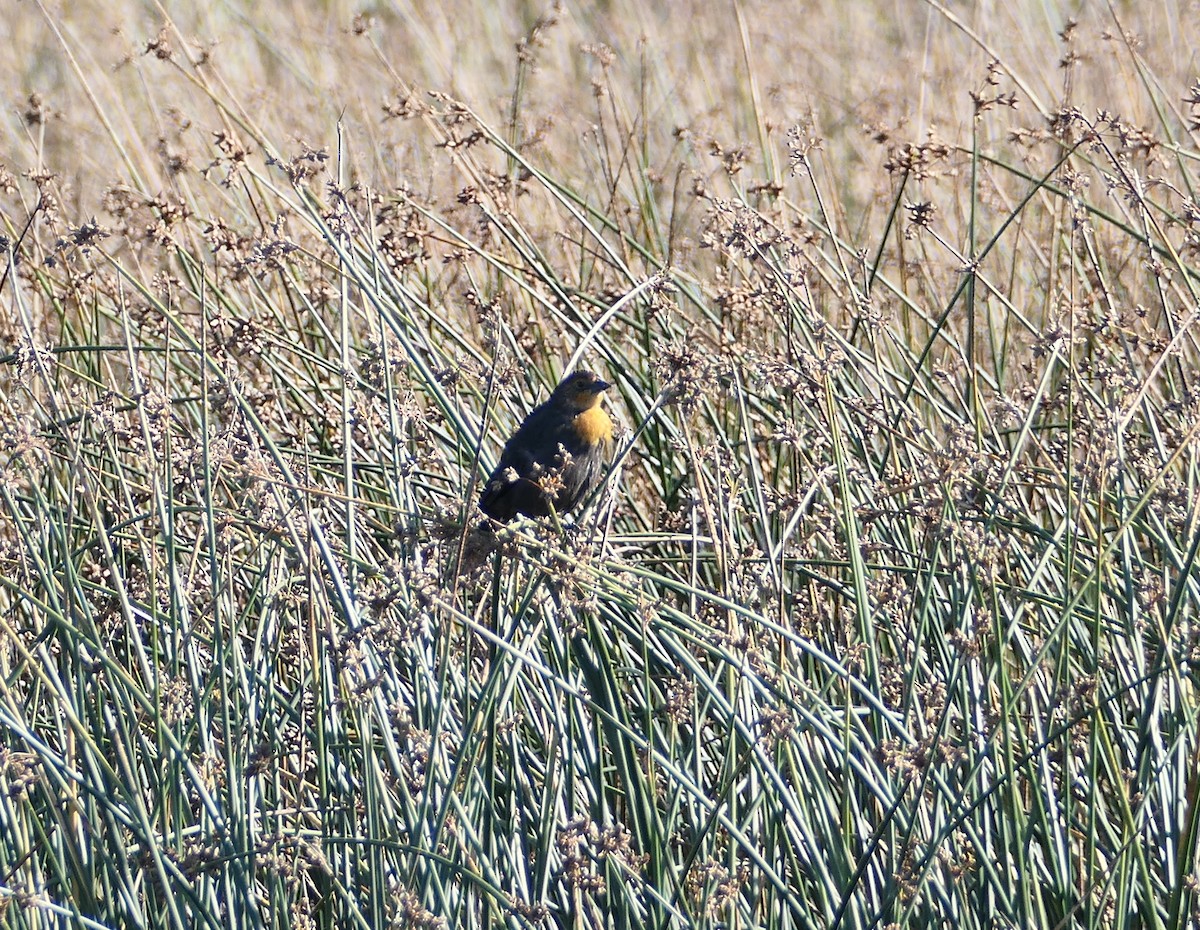 Yellow-headed Blackbird - ML623839906