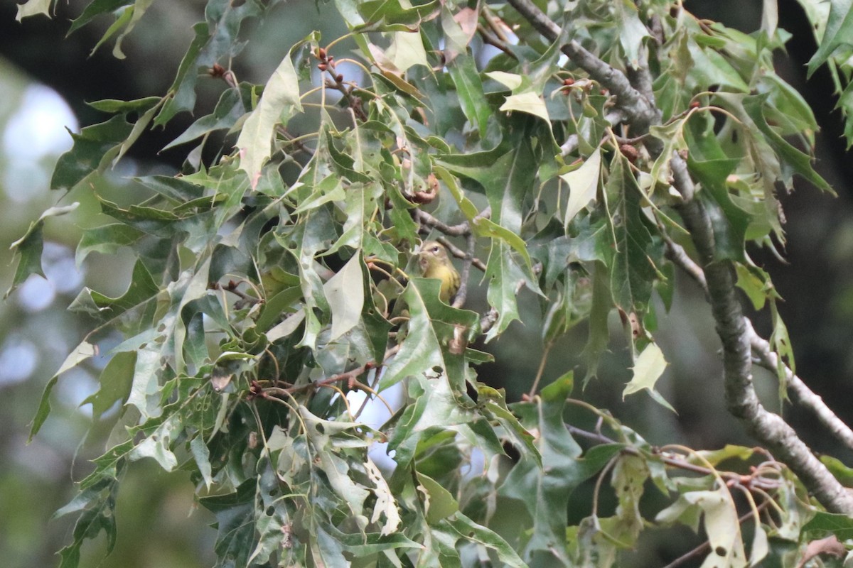 Blackburnian Warbler - ML623839907