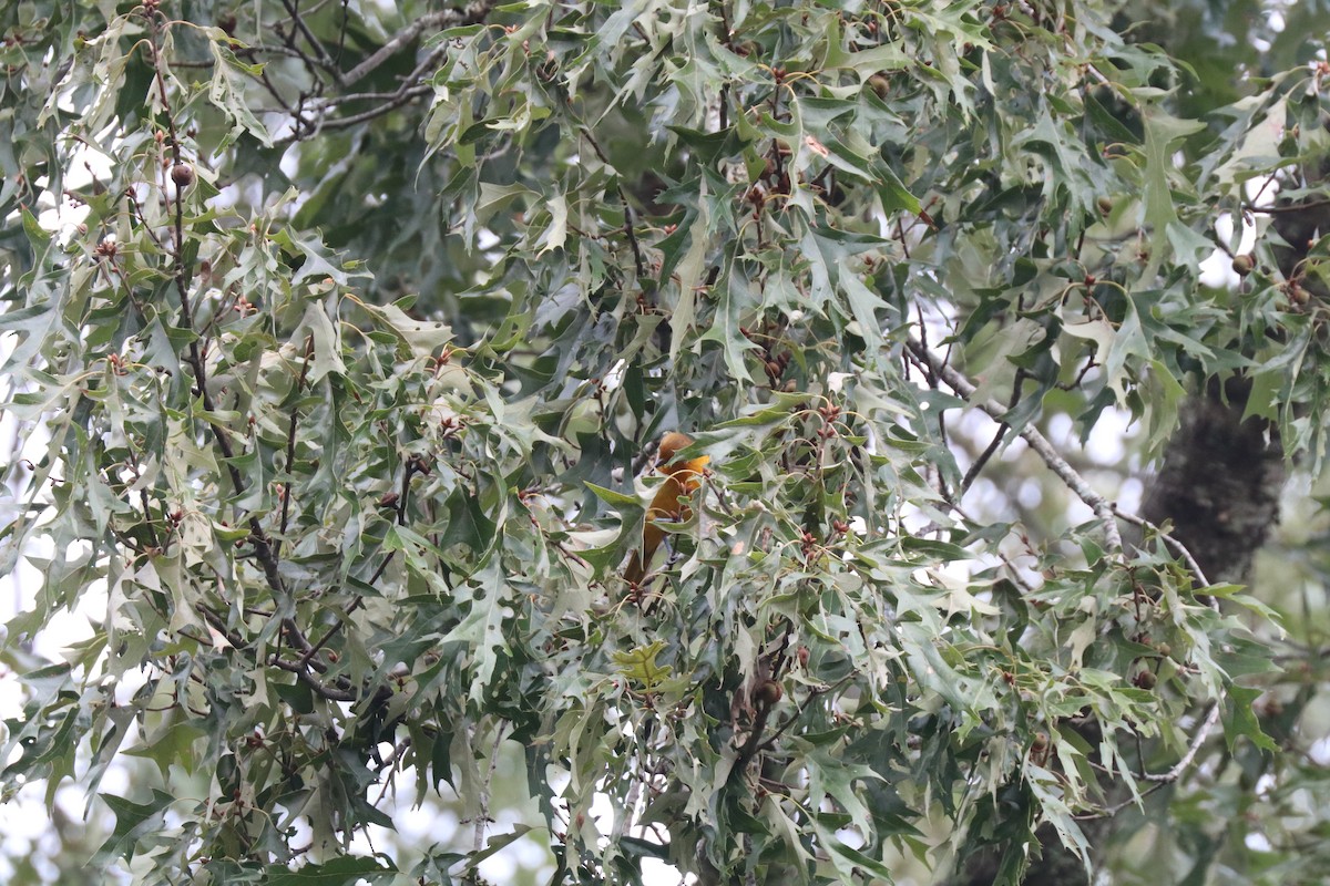 Baltimore Oriole - Matt Conn