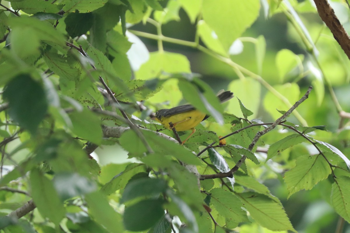 Canada Warbler - ML623839932