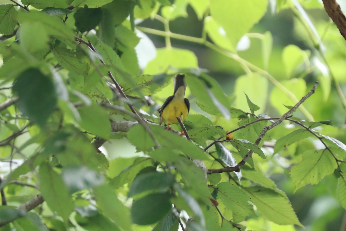 Canada Warbler - ML623839940