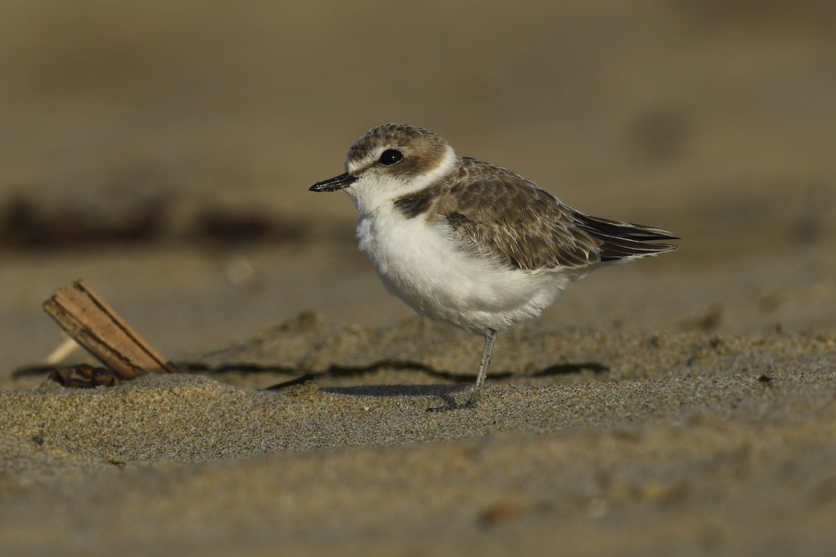 kulík západní - ML623839944