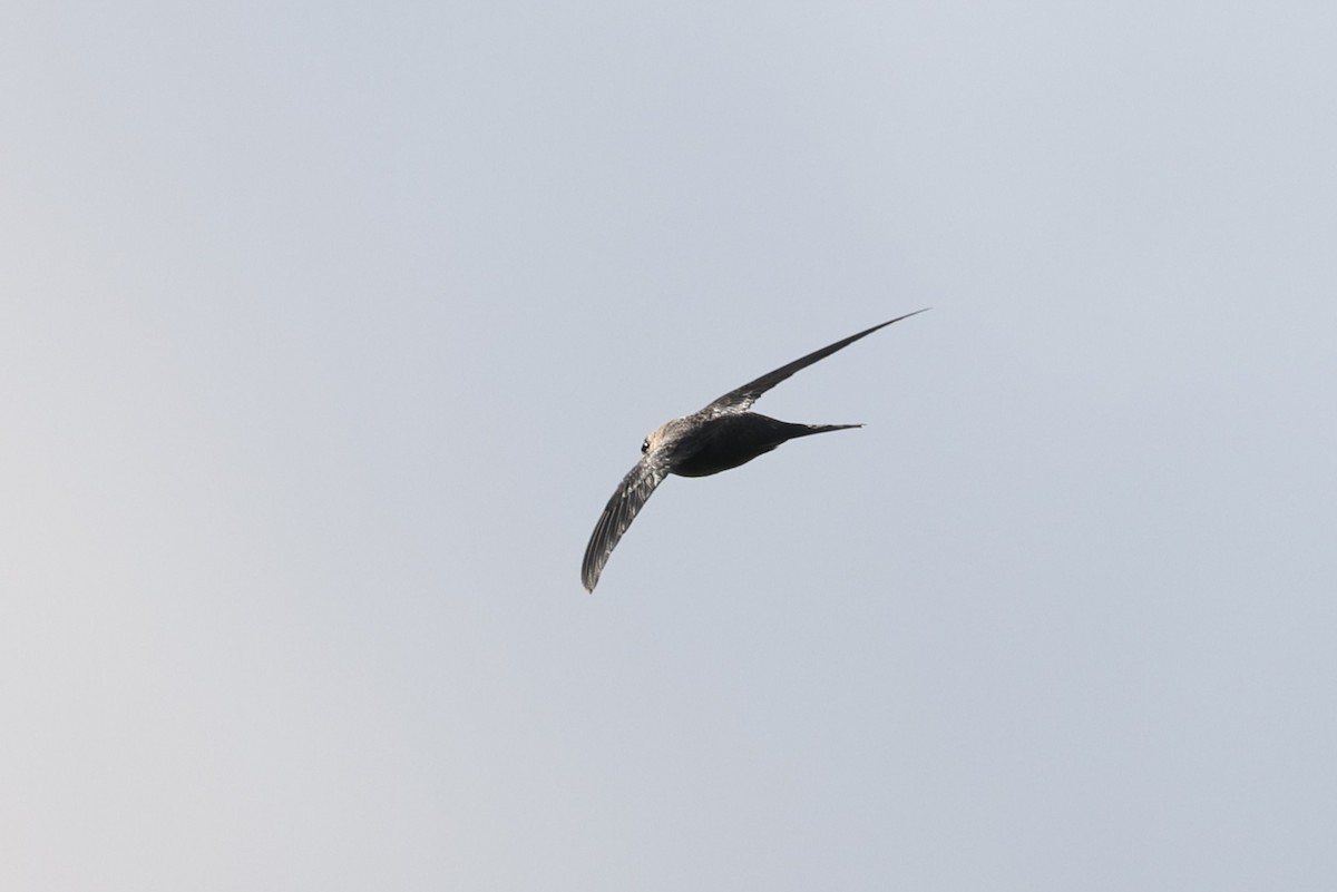 Fork-tailed Palm Swift - ML623839957