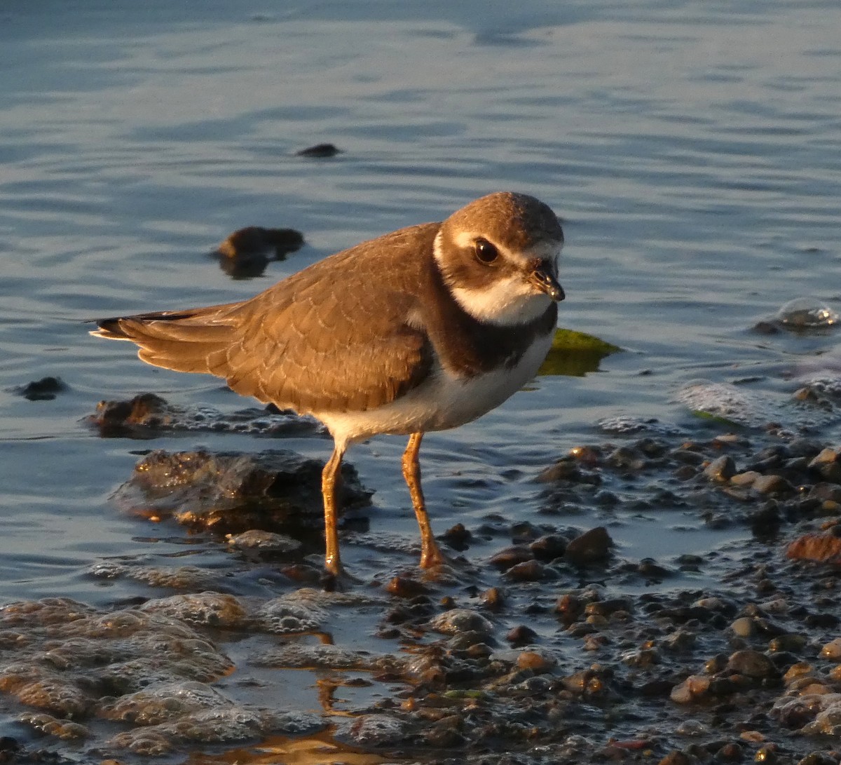 Semipalmated Plover - ML623839987