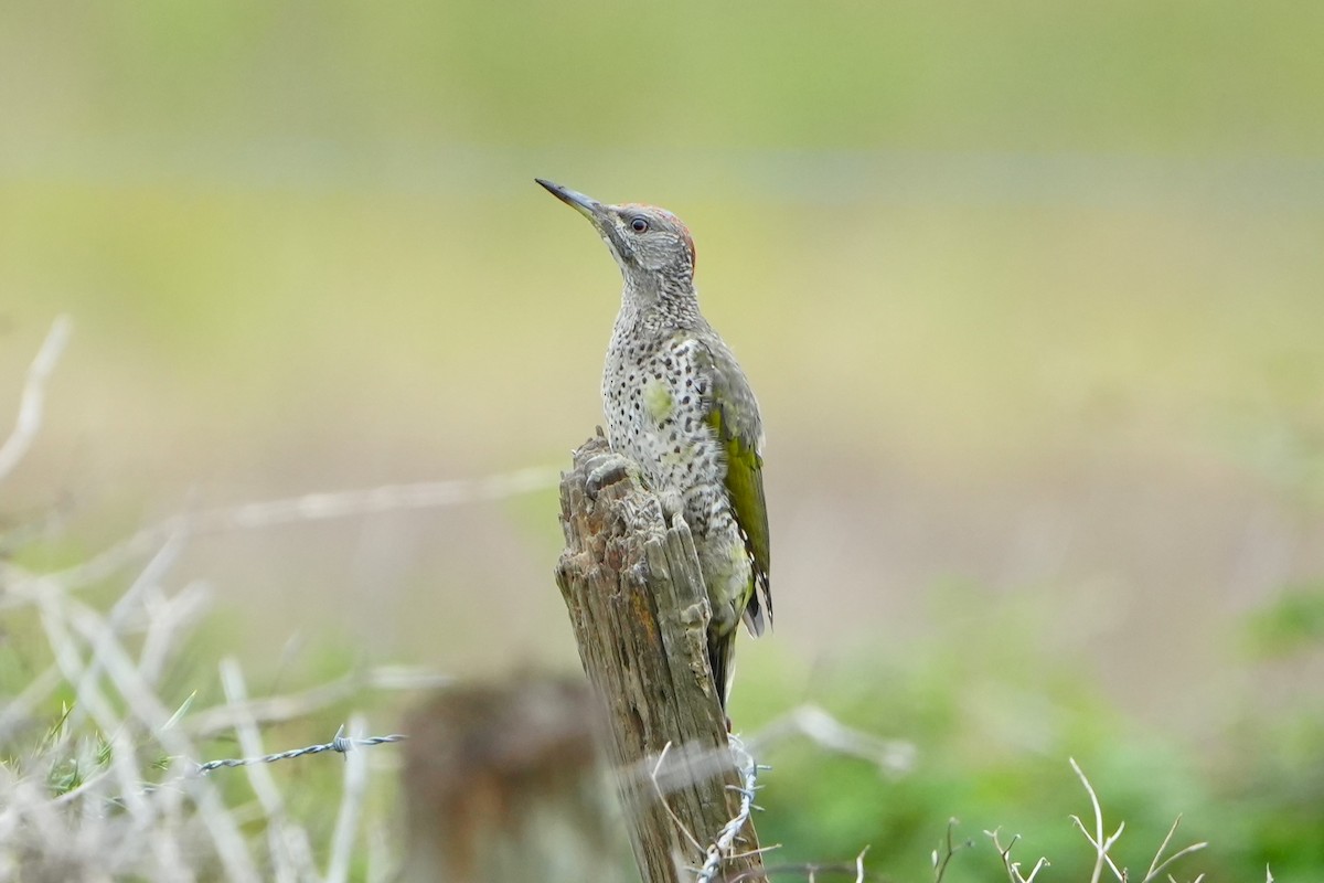 Iberian Green Woodpecker - Anonymous