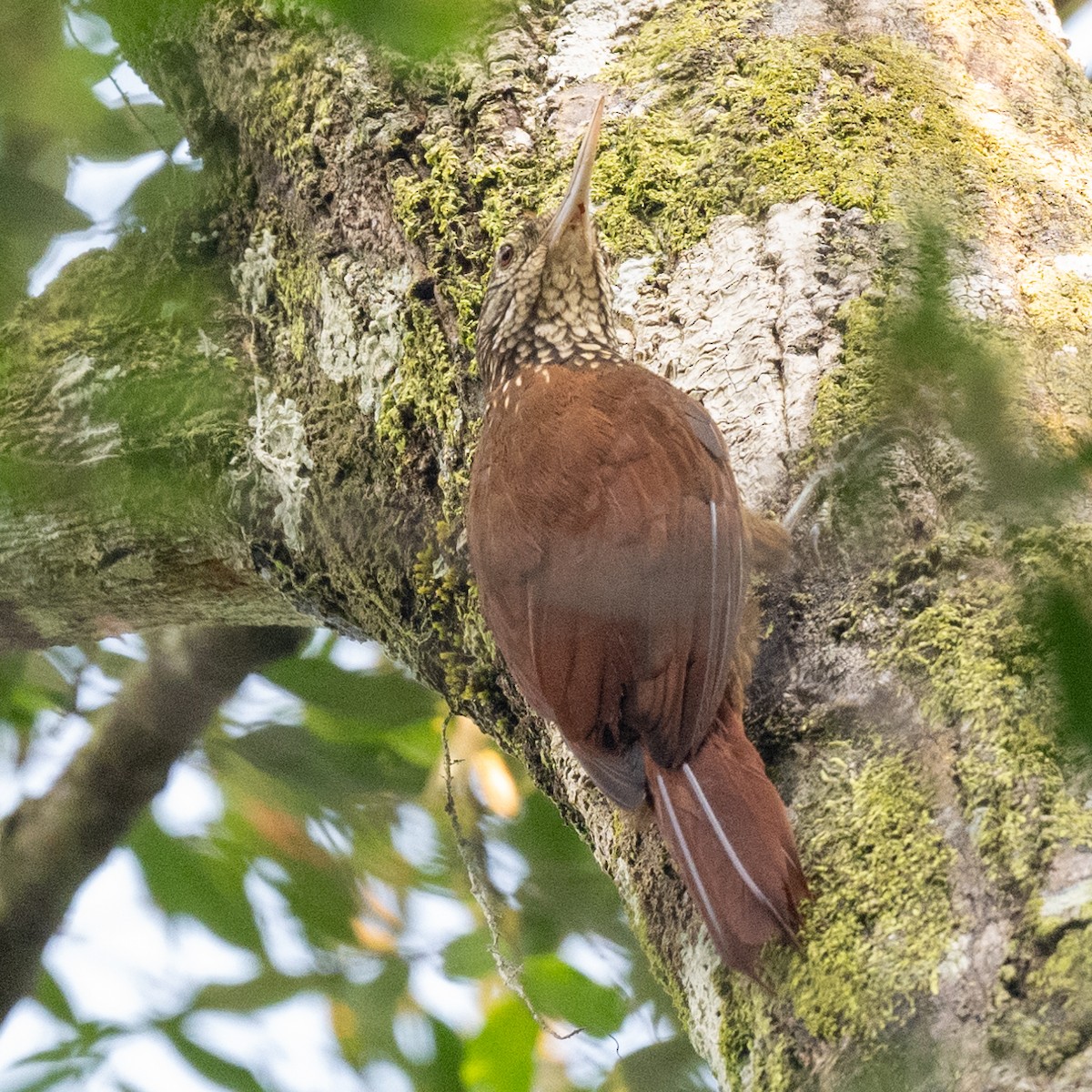 Straight-billed Woodcreeper - ML623839997